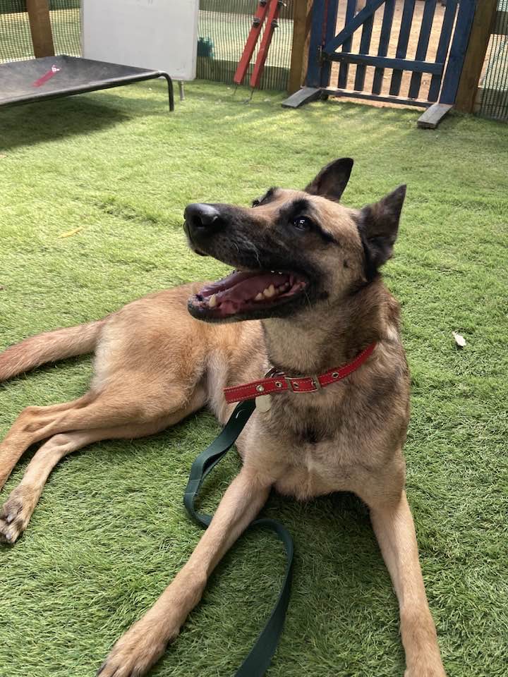 Indy is 4yrs old and she has been with us most her life, Indy can live with older kids but she is a shy girl who will need a patient home to give her time to settle #dogs #germanshepherd #Cornwall gsrelite.co.uk/indy-5/