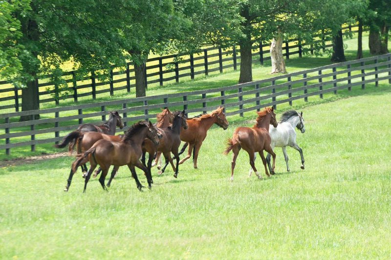 Here are @rresoluteracing yearling fillies again. This pic captured by Jon Siegel of @PMADV on the farm features a group of 2026 #kentuckyoaks hopefuls. @ChurchillDowns 

Our TAPIT filly named MISS BLANCO is out in the lead. #alwaysbetonthegray
@Gainesway