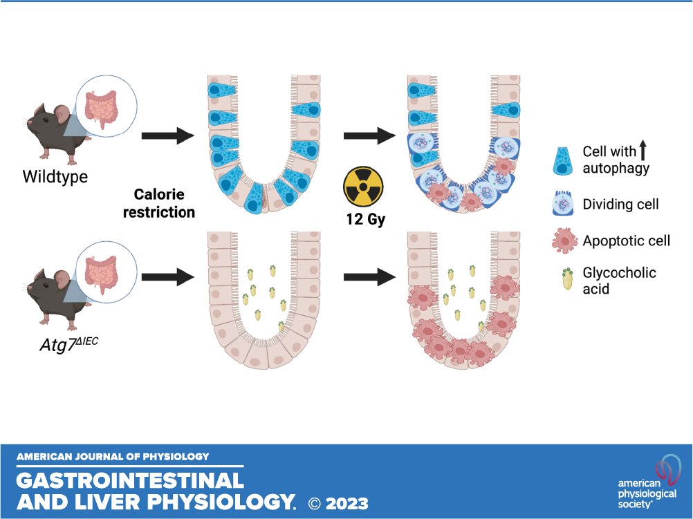 For your weekend reading🔓"Intestinal epithelial #autophagy is required for the regenerative benefit of #CalorieRestriction" by Patrick A. Williams et al.

ow.ly/xj3i50RhzXp

@labwhelan <a href="/chuckdananas/">Charles Danan</a> <a href="/KHamiltonPhD/">Hamilton Lab</a> #SuggestedRead #Regeneration #IntestinalEpithelium