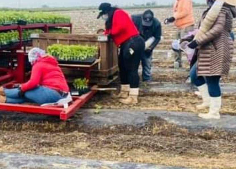 UFWupdates's tweet photo. America shared a pic of her &amp; her coworkers planting watermelon by hand in Turlock CA. These seedlings will be covered while still young to protect them from insects. Once rooted the plants take about 3 months to produce a hearty watermelon suitable for a summer snack. #WeFeedYou https://t.co/BaovKcFi2T