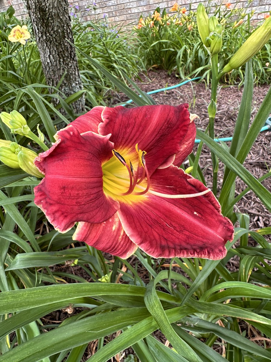 Your daily daylily