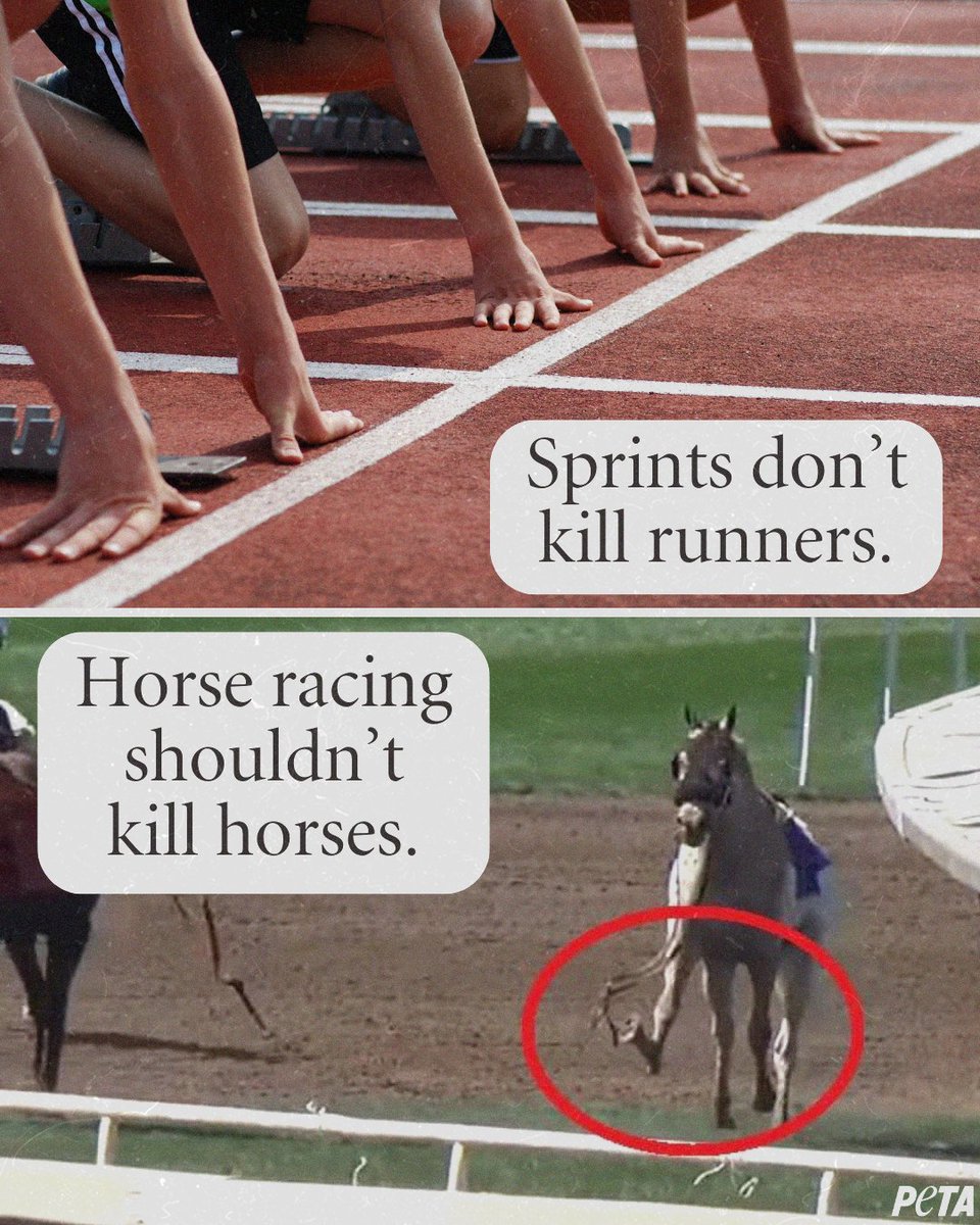 No “sport” should kill its “athletes.” Every single death in the horse racing industry is a preventable tragedy.