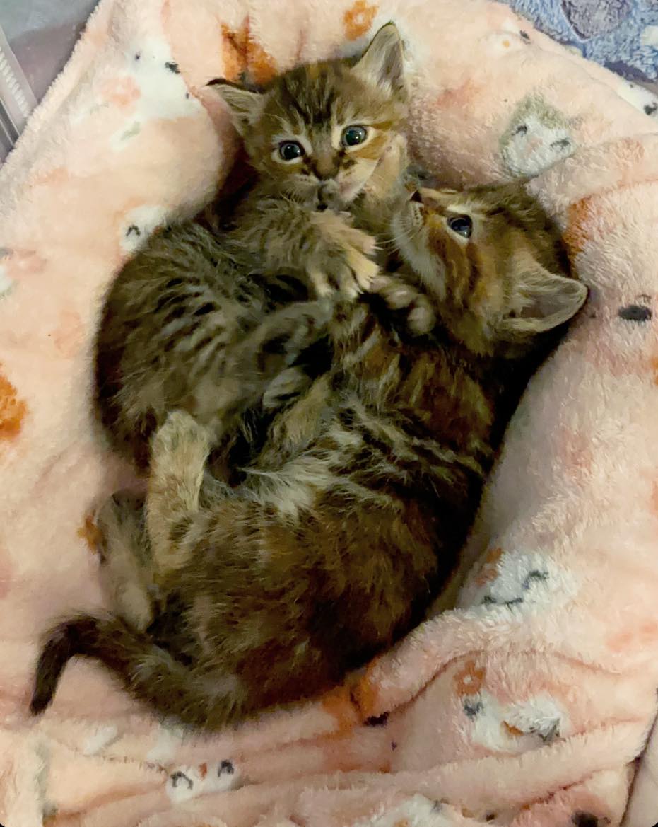 'Women are just like cats -- they always land on their feet.'
~Persian Proverb
 The 117+ #tinybutmighty in our care apPURRciate your supPURRt like these sweeties.
ItsieBitsieRescue.org 
  #savinglives #kittens #fosters2024 #gratitude #ittakesavillage #donationswelcomed