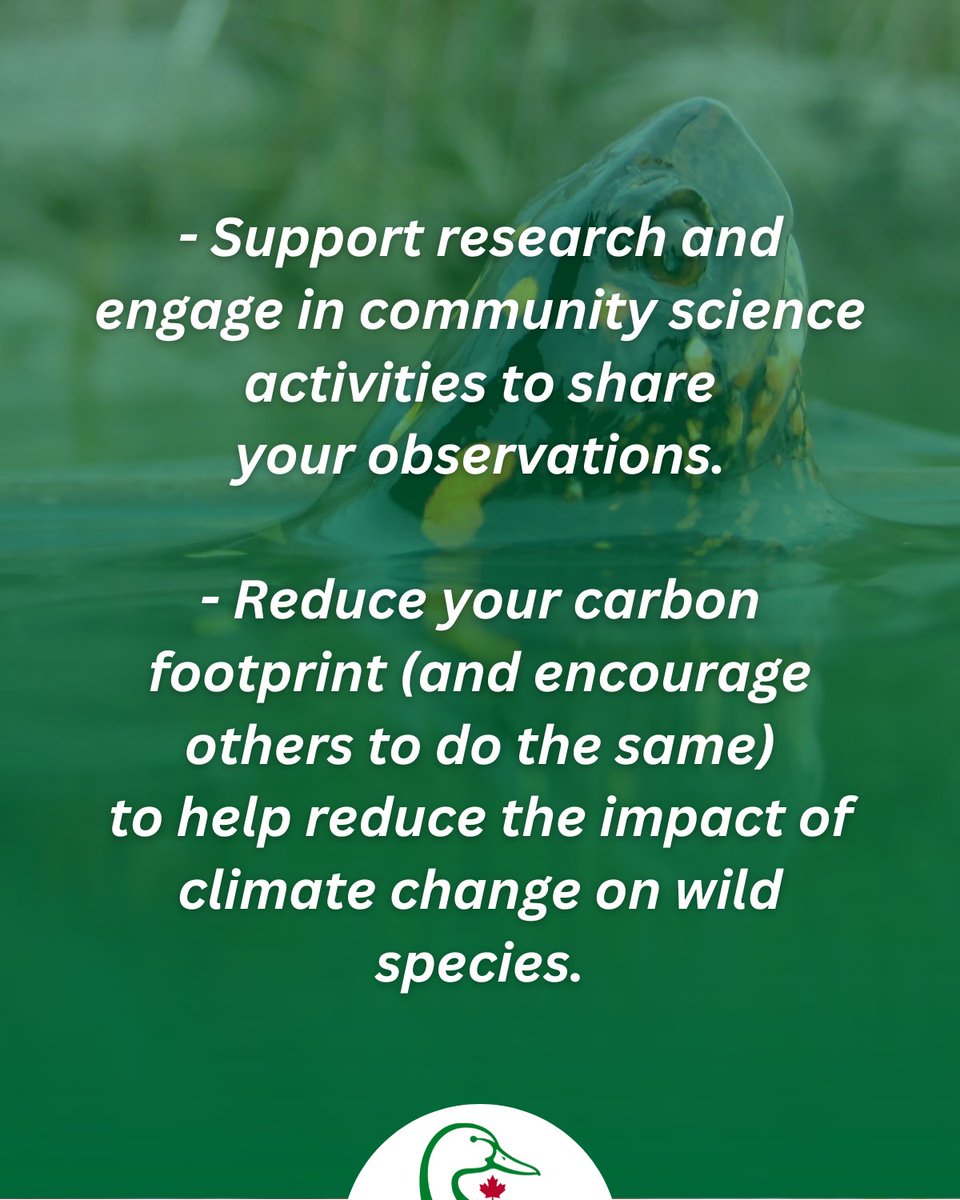 Today marks #EndangeredSpecies Day. Canada’s wetlands are home to 551 wildlife species, and many more plant species—many of which are listed as #SpeciesAtRisk. Below are a few ways that you can help make a difference to support them. 👇