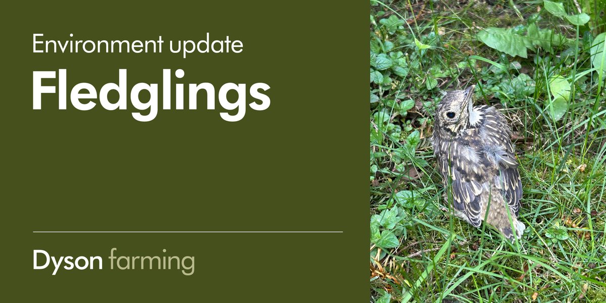 🪺🪶 Fledglings can be spotted across the farms at this time of year, showing the positive results of the work we do. We are also in the progress of checking our owl boxes and look forward to sharing the success in the coming weeks. 🦉 #fledglings #birds #farming #agriculture