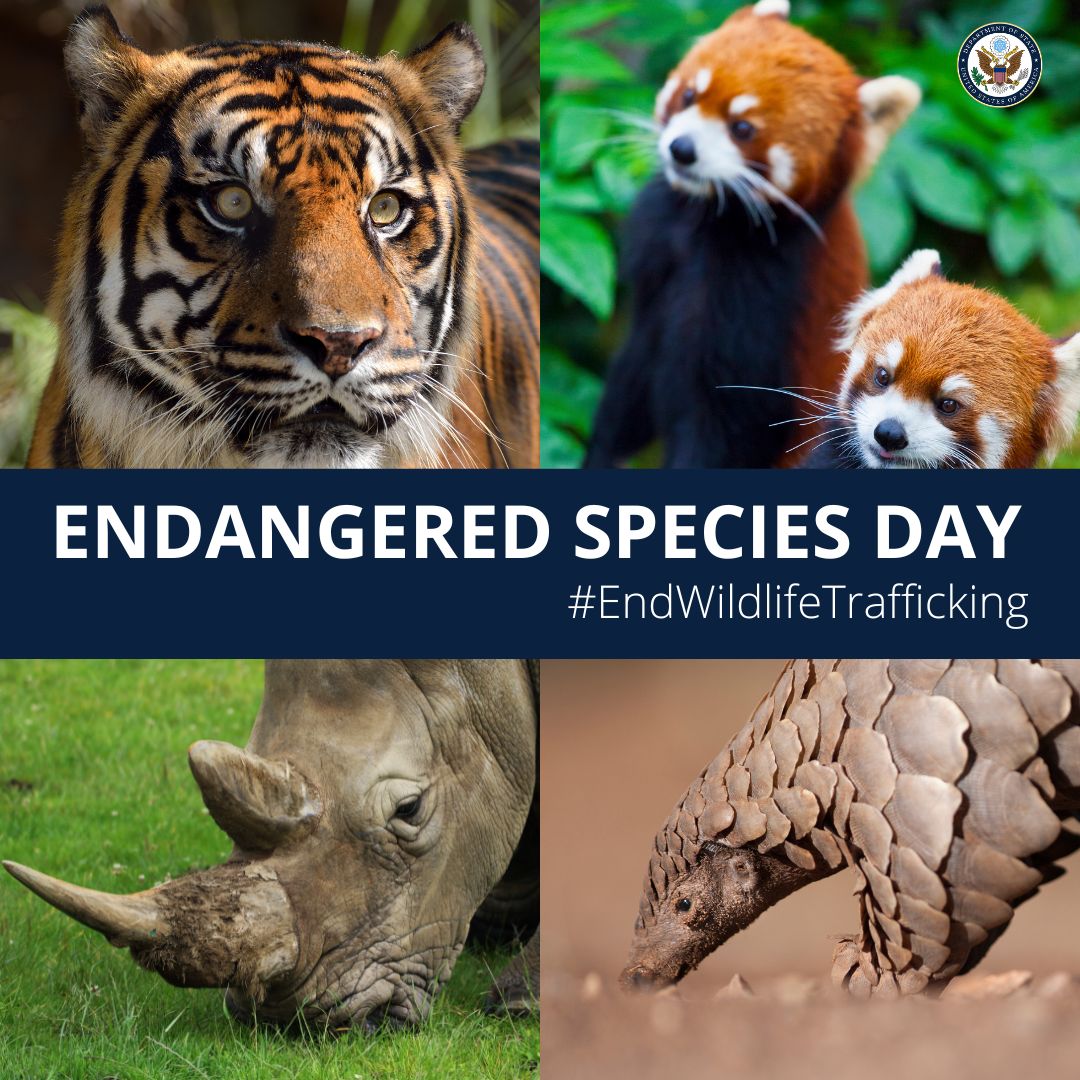 The United States collaborates with partners near and far to stop wildlife trafficking and habitat loss. On #EndangeredSpeciesDay, learn more about how the U.S. promotes collaboration to #EndWildlifeTrafficking and other nature crimes. Watch: youtu.be/p7jI1TuzjFo?si…