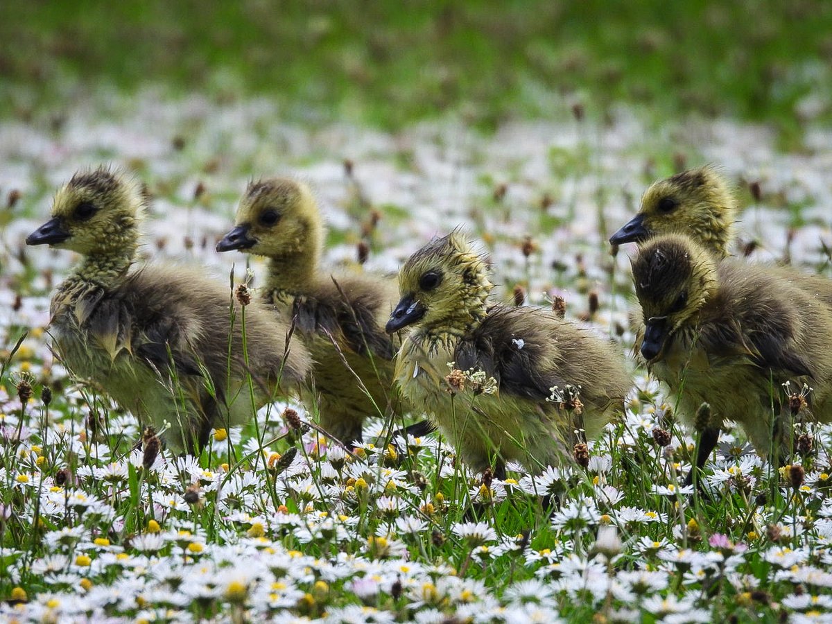 Buttercups daisies & new baby goslings at anglers Country Park wintersett @kerriegosneyTV @itvweather @KeeleyDonovan @Abbiedew @AnglersPark @Hudsonweather @bbcweather @katerinabbc @Expwakefield @MyWakefield @WakeExpress @ThePhotoHour #goslings #daisies #buttercups @journoLeanneC