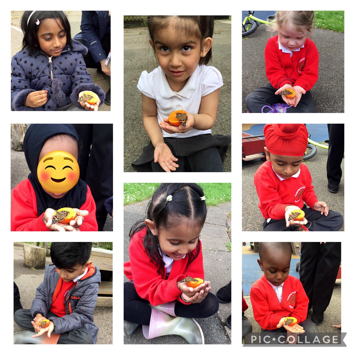 Today we set our six butterflies off onto their next adventure, fortunately for us one of them wanted to stay a little longer to eat the orange and so we got to see it’s long tongue and beautiful wing patterns up close.
<a href="/HIAMrsRadwan/">Mrs Radwan</a>