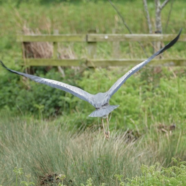 #Flyday Grey Heron ( well the back of one 🤦‍♂️)