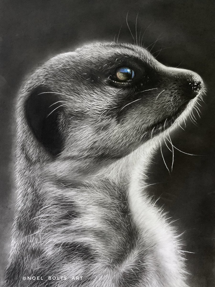 Another meerkat drawing I recently completed.
29.7cm x 42 cm
Enjoy 😊