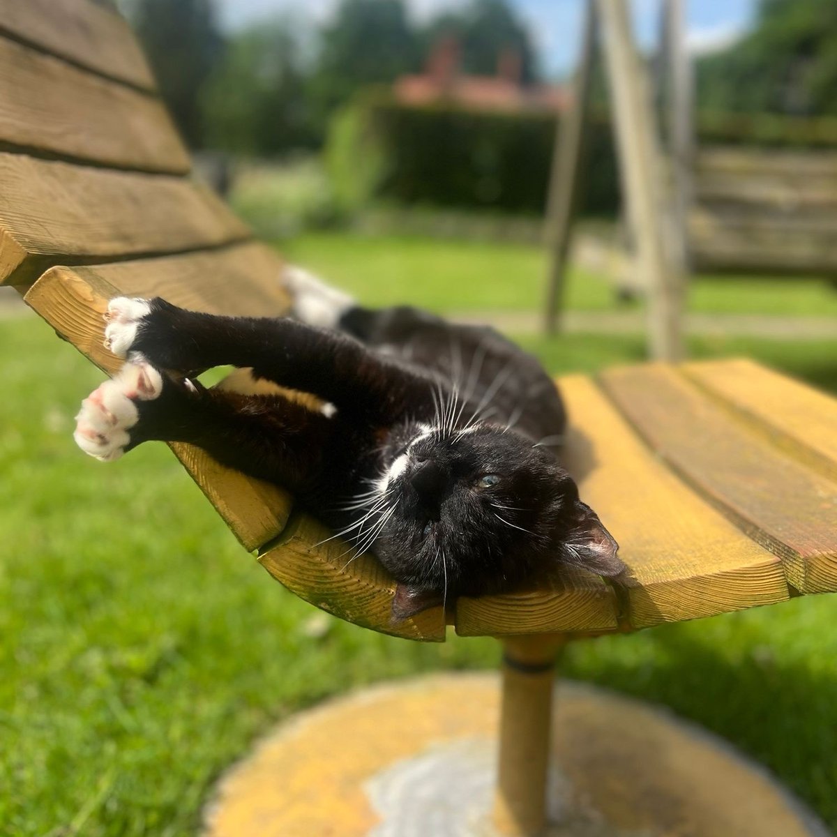 While the rest of the team is busy, Clumber cat, Mr Tibbs, has other ideas. Happy Friday! #ClumberPark