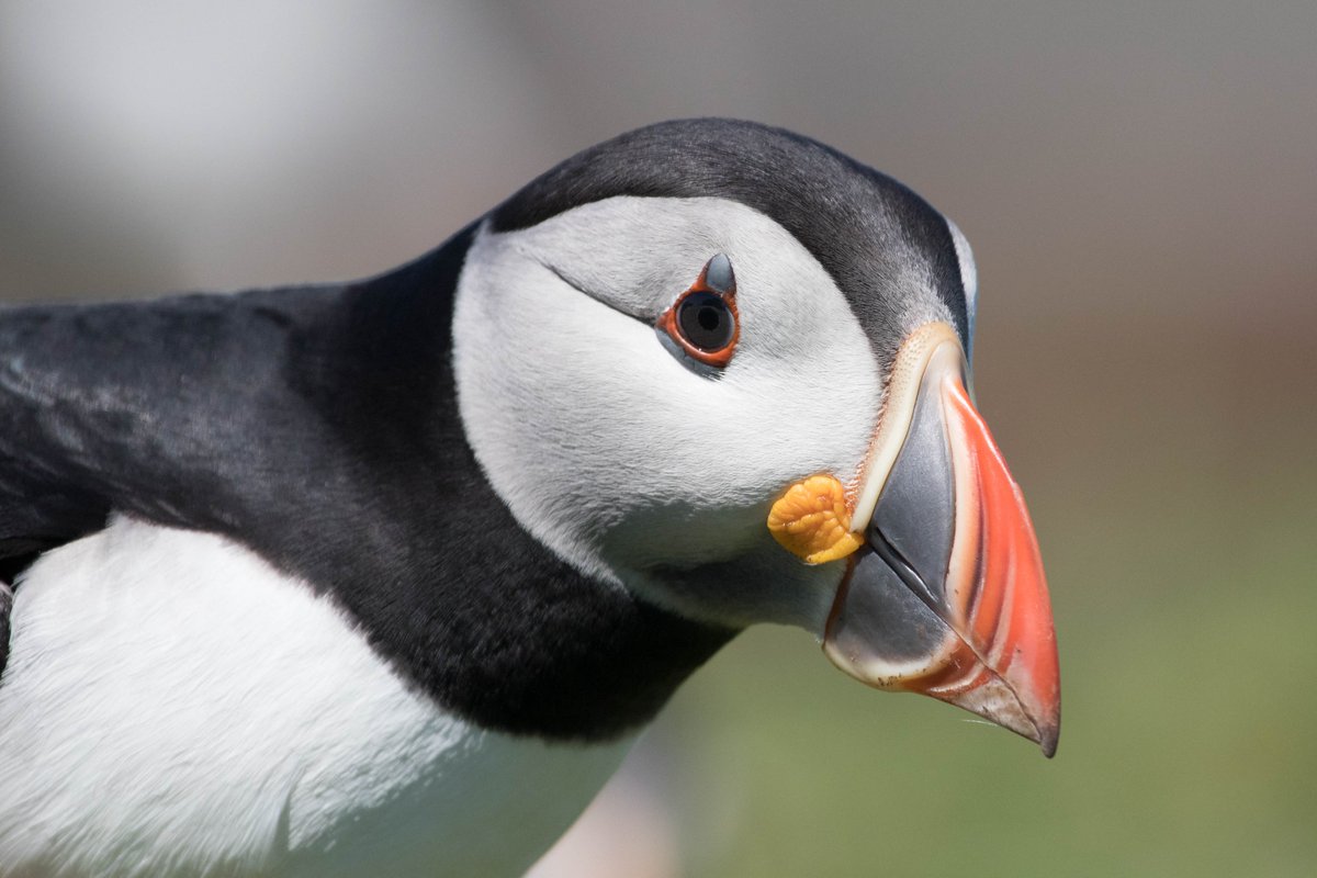 More #NaturePhotography - a fabulous puffin. These incredible birds face so many challenges from intensive fishing. Nature needs us more than ever. We must #LoveAllLife.