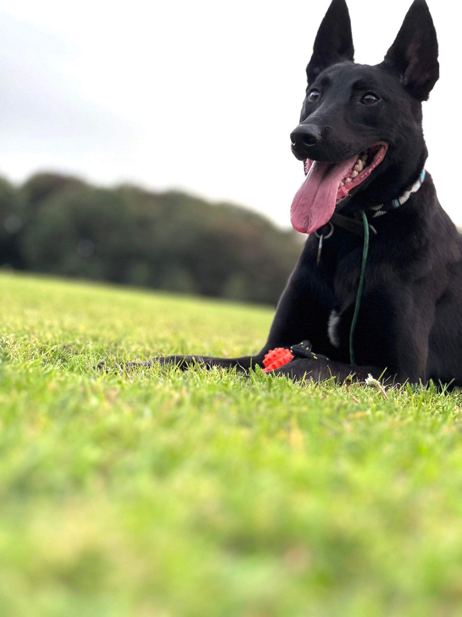 Rex is 2yrs old and he has been with us most his life, Rex is a bright, high energy boy who can live with older kids but can be choosy with other #dogs #germanshepherd #Essex gsrelite.co.uk/rex-15/