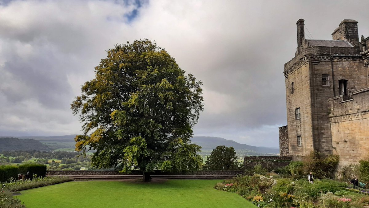 It's #LoveATreeDay and our mighty Beech is the loveliest tree in town. We don't know exactly how old this timber titan is, but as beeches are slow growing, rough estimates put the tree at anywhere between 170 and 200 years old!