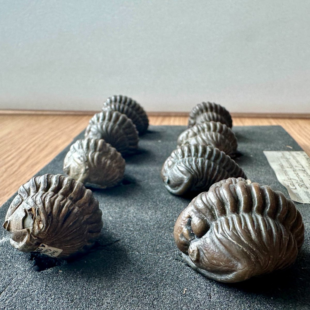 What do trilobites, woodlice and hedgehogs have in common?! They can all curl up into a ball when threatened (or trilobites did, before going extinct 252 million years ago). These curled Calymene trilobites, known as ‘dudley bugs’, are around 425 million years old. #FossilFriday