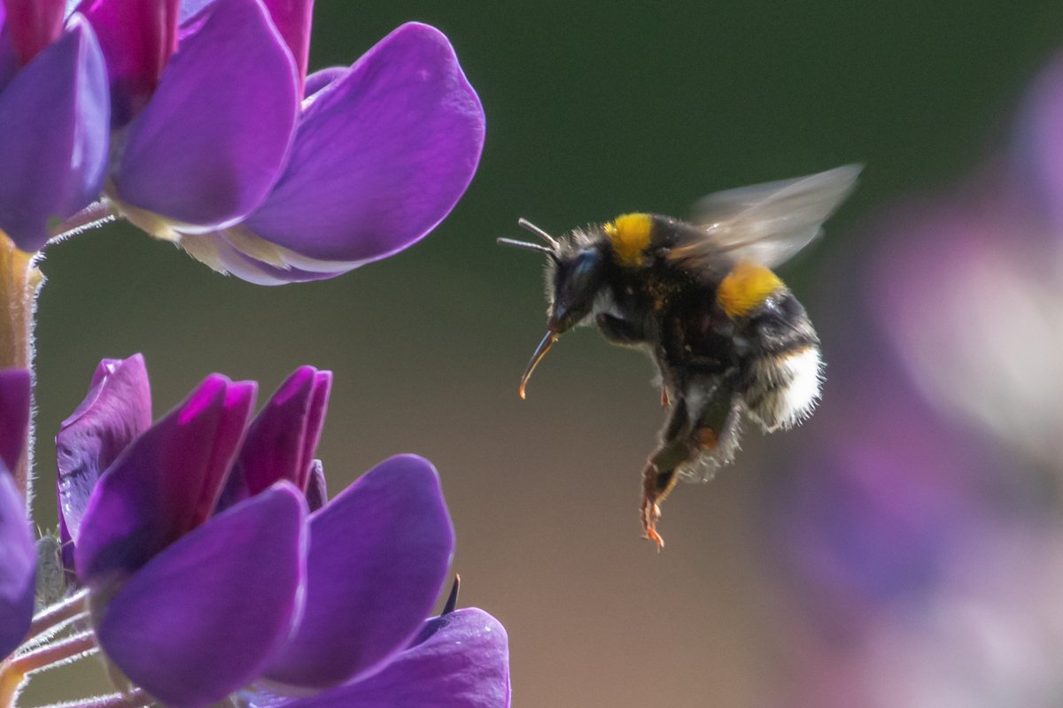 Bees are an essential &amp; beautiful life force for our food and world but they are disappearing at an alarming rate due to intensive farming, pesticides and habitat loss.

No bees, no insects, no life. #WorldBeeDay