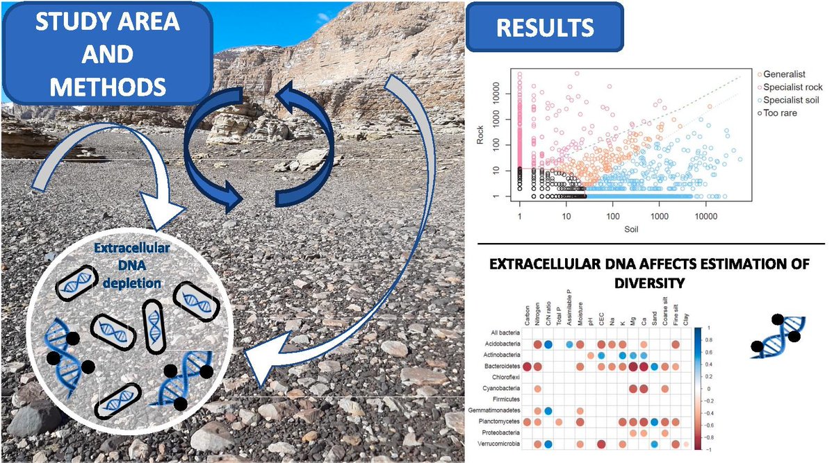 Our study on Antarctic microbiomes reveals the differential selection of microbial communities in rocks and soils and examines the impact of extracellular DNA on estimating environmental trends in this region.

sciencedirect.com/science/articl…

#SoilEcology #Antarctica #ExtracellularDNA