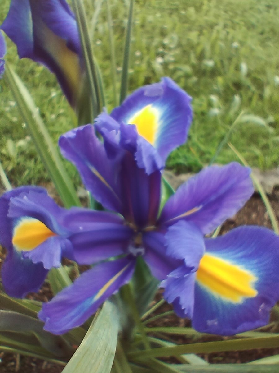 Nonostante il freddo e il maltempo di questi giorni, nel nostro giardino, sono sbocciati gli iris🥰 #Primavera #17Maggio