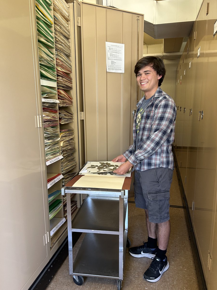 We are proud to present the winners of the Society of Herbarium Curators 2024 Student Awards: Matthew Yamamoto @CABotanicGarden & Claremont Graduate U. won a Graduate Award ($500) for the project 'A flora of the McGee Creek Watershed, Mono County, California'. Congratulations!