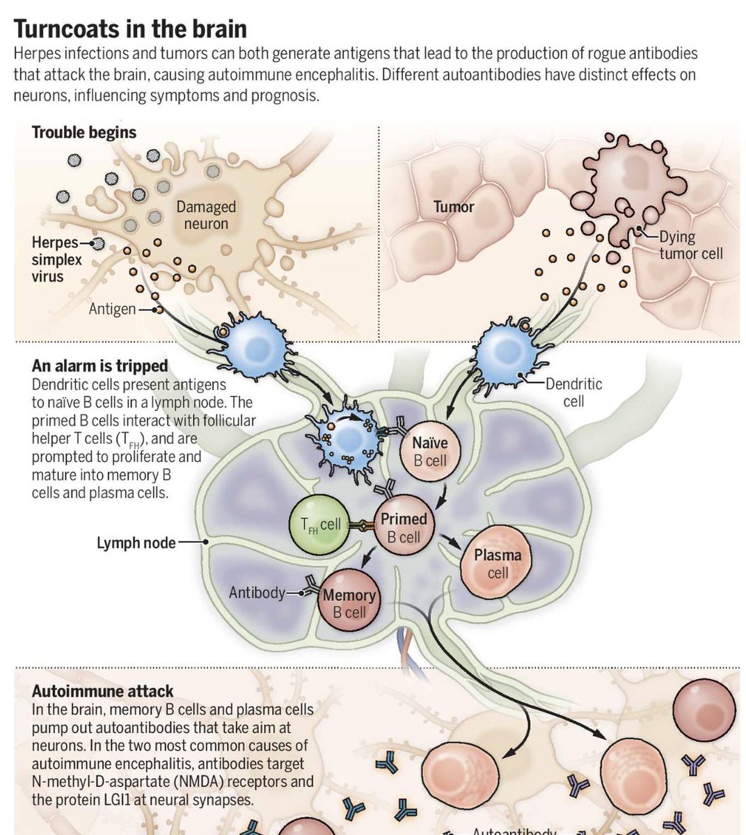 Who are the 'turncoats' who trigger civil war, autoimmune encephalitis and psychosis in the brain? The war inside your brain leads to the manifestation of neuropsychiatric symptoms. An alarm is tripped, there is an autoimmune attack and there is both reversible damage followed by