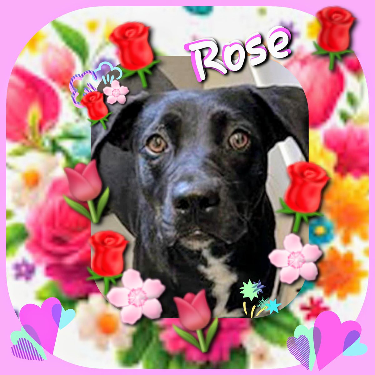 ⏰️🚨 ROSE 🌹 #A366978 1 yo 44 pound Lab Mix, SWEET🥰 friendly SHY and already DOOMED to DIE 5/20! WTH? 😡 Unbelievable, she's only ONE YEAR OLD! 😫🖤 Please HELP! 🙏 Pledge here OR you can FOSTER or ADOPT at CORPUS CHRISTI AC 📧 ccacsrescues@cctexas.com 📞 361-826-4630