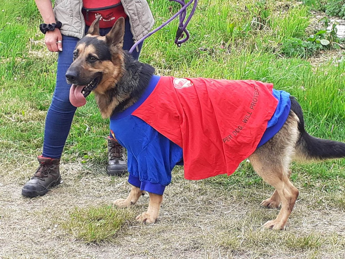 Ted is 4yrs old and he came to us at around 6mths with zero confidence, With the help of the #Notts kennels Ted has made a lot of progress but will need an exp, child and pet free home #germanshepherd #dogs gsrelite.co.uk/ted-3/