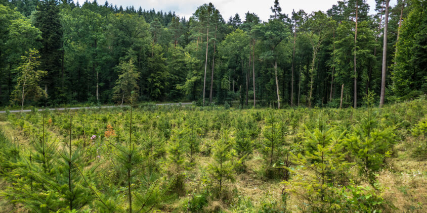 Several studies have suggested that reforestation of a trillion trees could potentially remove a significant amount of carbon dioxide from the atmosphere. For instance, a study published in Science found that there's enough suitable unused land on the globe for reforestation to