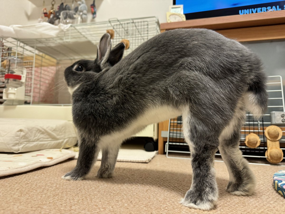 うさぎさん、縦にもすごく伸びる。