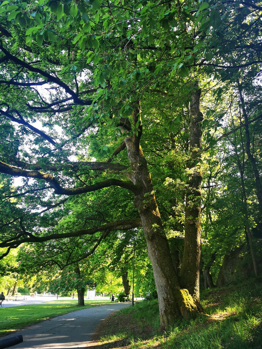 Slottskogen mitt i Göteborg är en grön oas, en lunga, en plats för fågelsång, möten och vila. 💚 Må inget verklighetsfrämmande regeringsparti såga ner dessa träd. Det känns nämligen som att VAD SOM HELST kan hända med den regering vi har just nu!