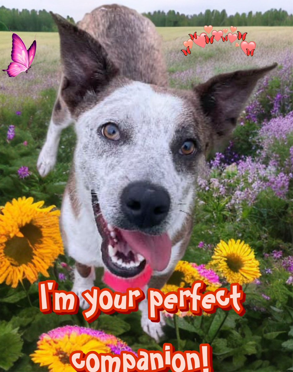 🆘🐾 NORMA #A366681 Cattle Dog mix, sweet ball of energy only 12 mos old ⚡️social, playful , knows basic commands, more interested to be petted than treats. ❤️Is she not the perfect BBF? #Corpuschristi TX AC labeled her like a burden, space is needed and she has to go😭🔥KILL🔥