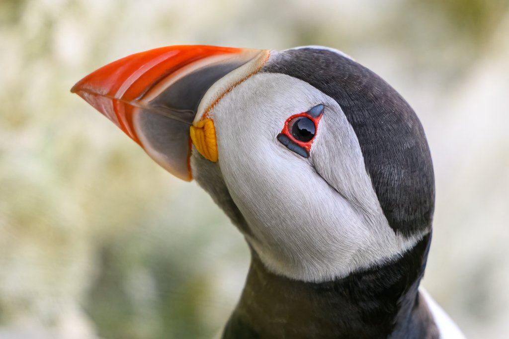 ATLANTIC PUFFIN RSPB Bempton Cliffs For those of you who follow me on Instagram.....I have now deleted that page! Too much spam etc Thanks Steve 📸 @Natures_Voice @Bempton_Cliffs