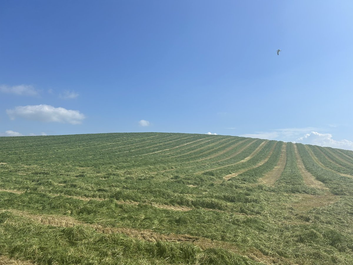 #windows95