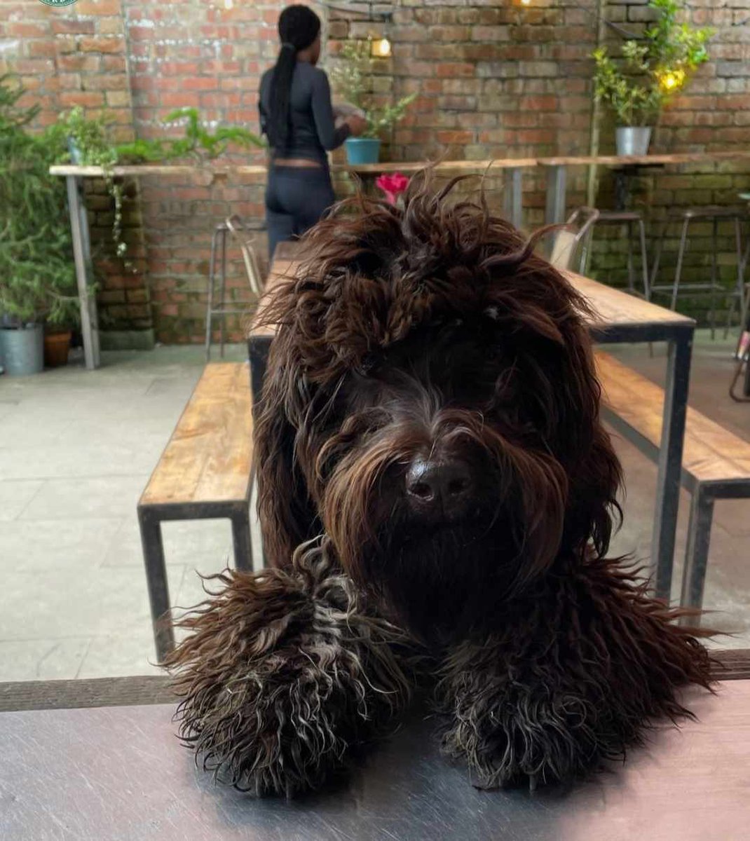 Awwwwww look at this furry face, so adorable! Yes of course you can have a biscuit and a drink of water. #cardiff #cardiffcafe #cardiffdog #cardiffcoffee