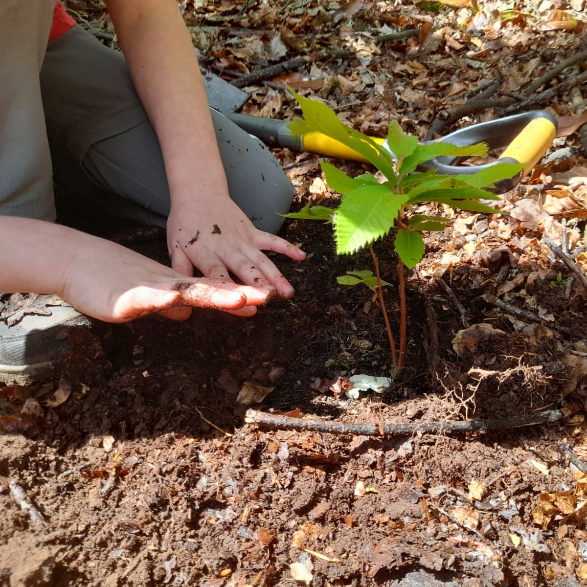 Today we're celebrating a bit of tree planting undertaken by one of our TLP learners. This was a bit special though as our learners took acorns &amp; conkers in the autumn to grow trees from - and saw one of them planted out as a healthy seedling this week! Do you know which it is?