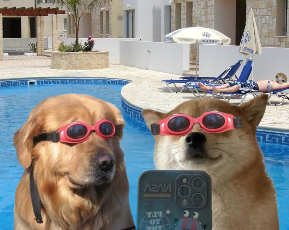 I'm a dog memecoins maxi, these are my two current favorite plays:

- $DIP, 1.6M mcap
- $SELFIE, 30M mcap

Both have so much upside potential in the coming months, will revisit this tweet later 👀