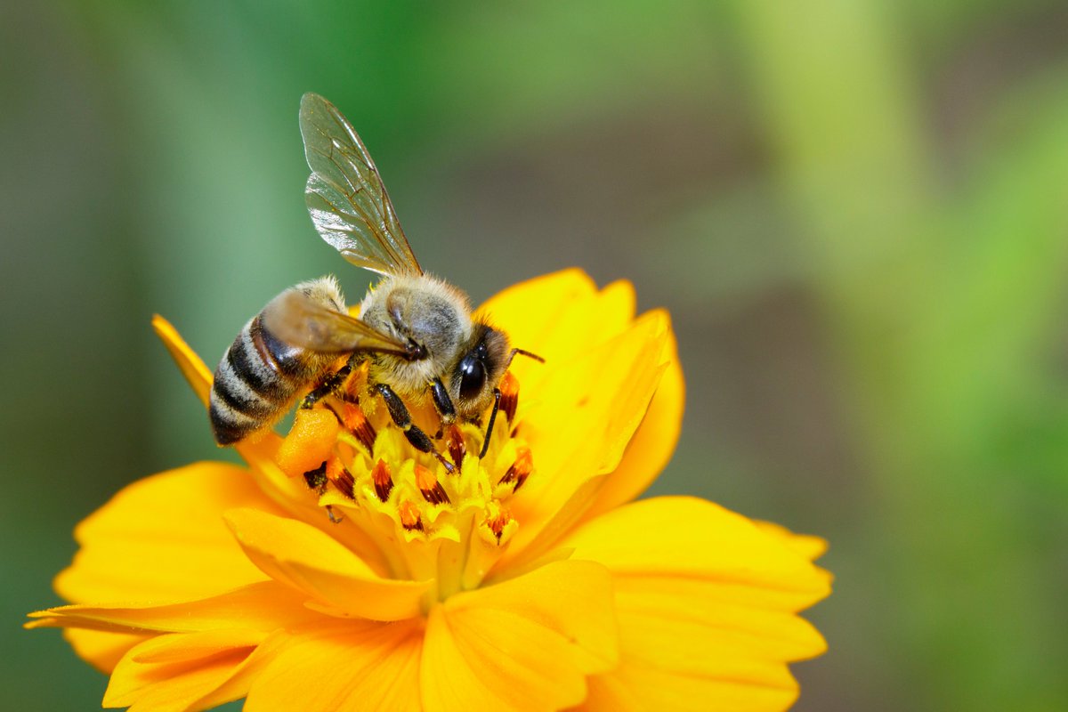 #funfacts Bees are essential pollinators of crops and are responsible for pollinating over 80% of flowering plants worldwide. As they hover from flower to flower, they use their long tongues (proboscis) to feed on pollen and nectar. #ageducation
