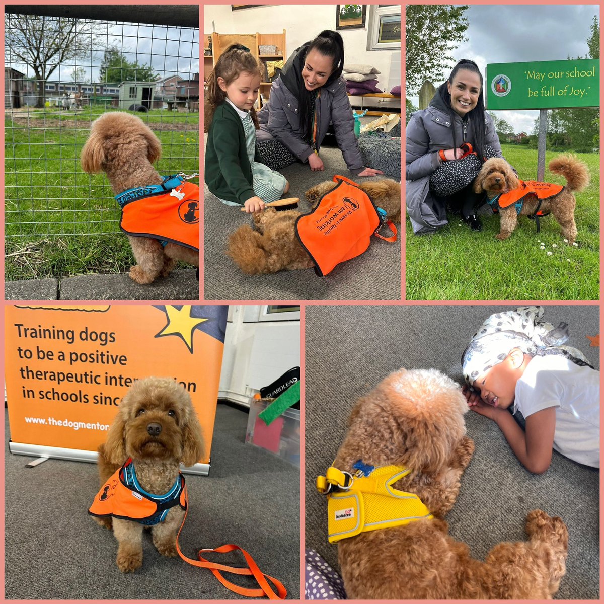 We have some very exciting news! 🐾 My cavapoo Neville has passed his training to be our new @TheDogMentorUK at SJSB! He can’t wait to read, go on walks and join interventions with the children 🥰🐾🐩 @StJosephStBede @STOC_CAT #SJSBSchoolDog