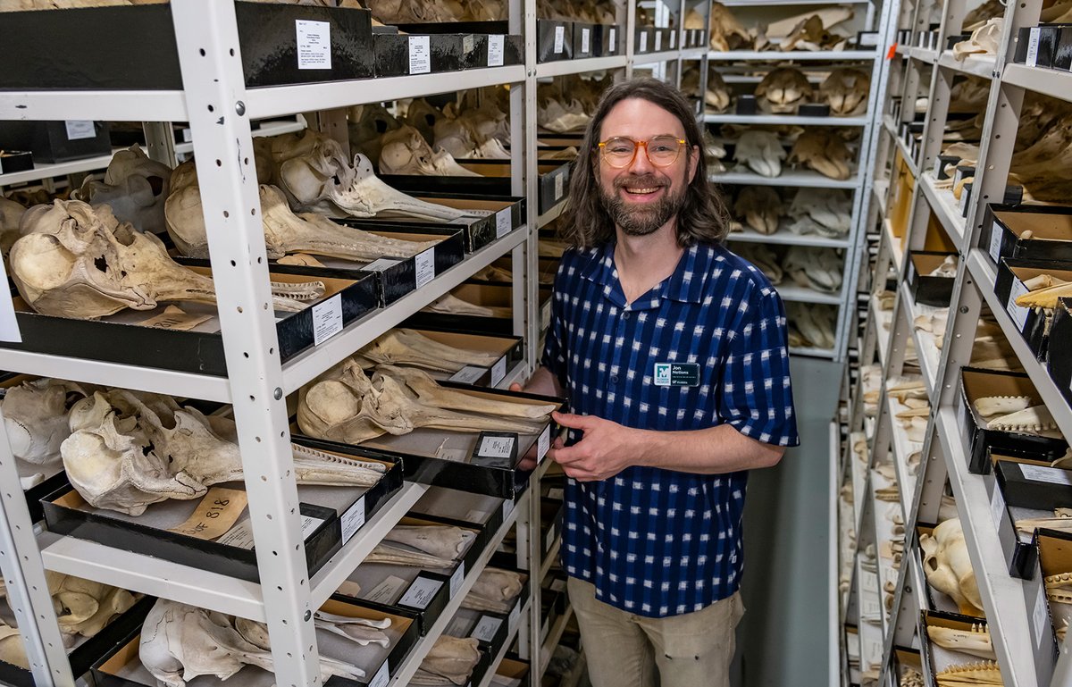 Welcome Jonathan Nations, our new curator of mammals! Like many scientists, the path from curiosity to profession was a winding journey—one filled with marmots, voles, shrews and rats. 🐀 More about Jonathan: floridamuseum.ufl.edu/science/new-fa…