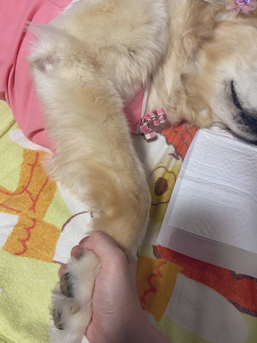 ご報告します。
2024年5月17日21時32分、ココ永眠しました。最後までお話できて最後は安らかに眠りました。沢山応援してくれてありがとうございます。ココ最後まで頑張ったよ。
私と夫、私の家族も来てくれて最後はみんなにお別れをしました😊悲しくて沢山泣いてます。またゆっくり報告します。