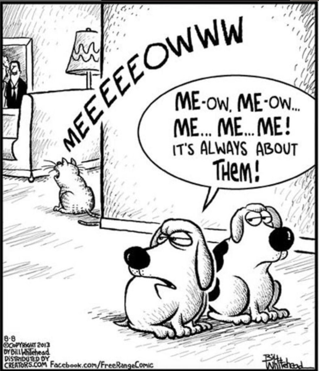 #FridayFunny 😂🐾

Cats are very particular creatures… but we all know our furry friends are irresistibly cute!

#AdoptDontShop #BoyntonBeach #dogs #cats #petsitter