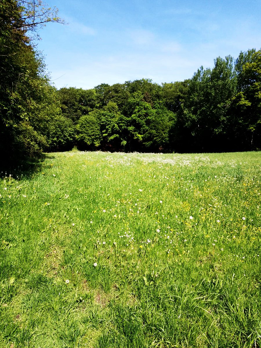 Forest edges are home to many endangered plants and animals. Their herbs, bushes and small trees form an existentially important, structurally rich habitat. Forest edges can also be a stepping stone for the dispersal of species and contribute to biotope networking.💚🌿☘️🌱🌲🌳🍀