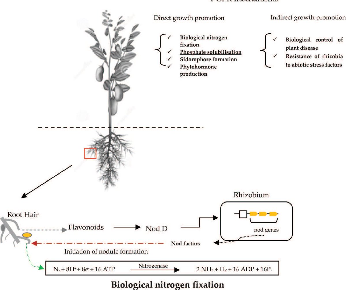 Rhizobium bacteria produce B12 when providing nitrogen to plants to form protein. When we add N fertilizer the rhizobium doesn't form.

Enhancing Rhizobium Symbiosis & Reducing Nitrogen Fertilizer Use Are Potential Options for Mitigating Climate Change
mdpi.com/2077-0472/13/1…