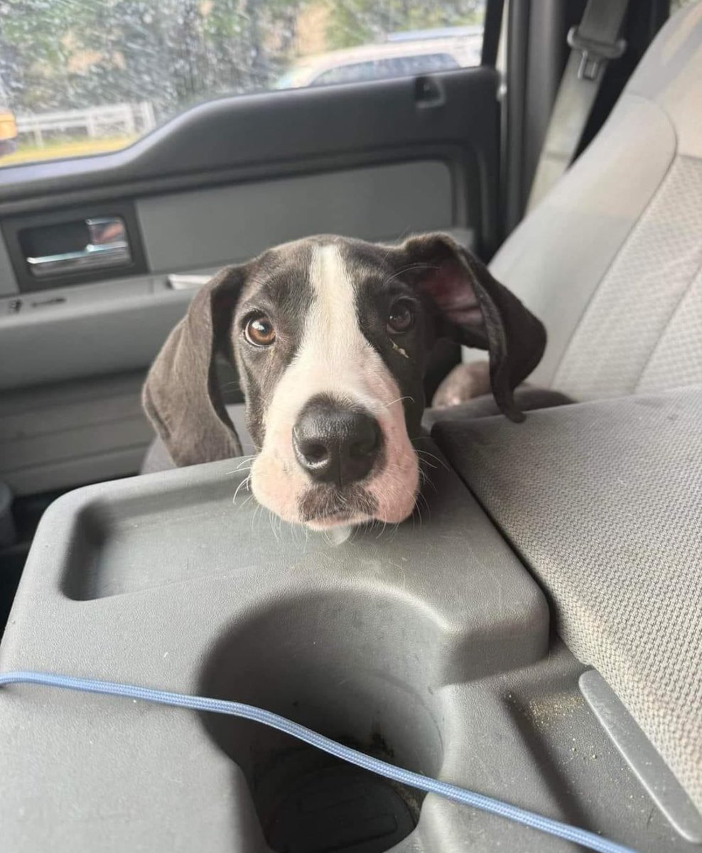 Anne Margaret Daniel 🦋 (@venetianblonde) on Twitter photo This was Man, a Great Dane puppy dumped in Russell Co, Alabama, saved by a great rescue along with our foster dog Sunny.
She came north; Man stayed south and got pneumonia. He died <a href="/AuburnU/">Auburn University</a> hospital. Please help if you can: 334 844-9966 donate for Man.
RT
facebook.com/share/p/9RLvVs… This was Man, a Great Dane puppy dumped in Russell Co, Alabama, saved by a great rescue along with our foster dog Sunny.
She came north; Man stayed south and got pneumonia. He died <a href="/AuburnU/">Auburn University</a> hospital. Please help if you can: 334 844-9966 donate for Man.
RT
facebook.com/share/p/9RLvVs…