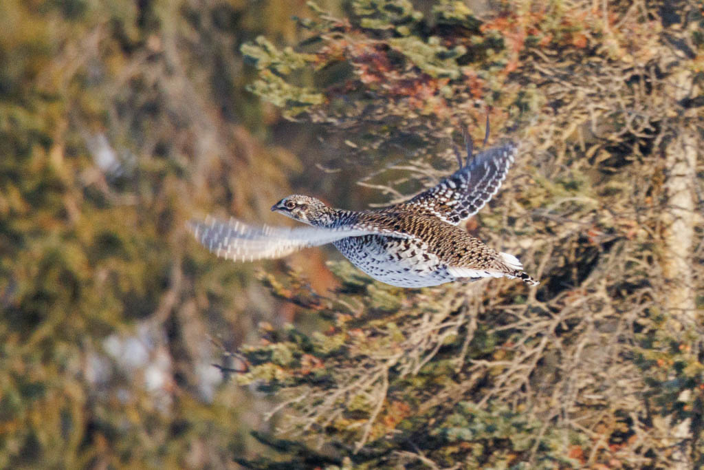 Meanwhile back in #Alaska After skipping a couple years (due to low population levels) I ventured in pursuit of lekking Sharp-tailed Grouse. I found several grouse but none were in the mood to dance. Maybe next year. In Alaska these 'prairie' grouse live in the boreal forest.