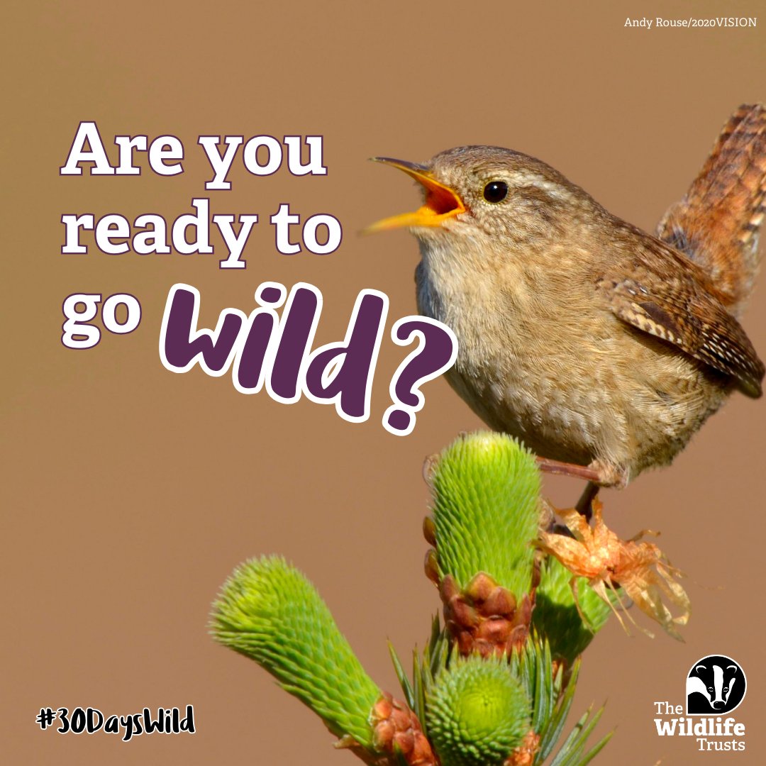 🌳The UK's biggest nature challenge is back! This June, join us for #30dayswild is back! Sign up today and receive a FREE pack in the post, plus lots of inspiration for activities! 🌱 🔗Sign up on our website at scottishwildlifetrust.org.uk/things-to-do/3…