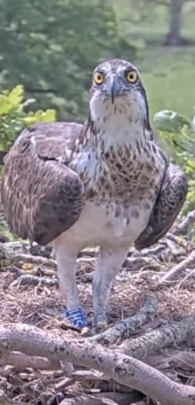 Our first returning wild fledged Osprey has been seen again today.... in South Wales of course! Female 5H1 was photographed at 12:48pm on a nest in the Usk Valley. Thanks for the quick sharing of info from Usk Valley Ospreys. @timmackrill @RoyDennisWF