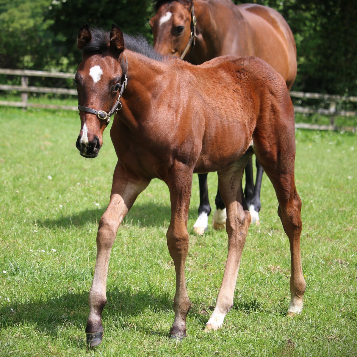 🌟 A half-brother to Classic heroine #Rouhiya! 🌟 This #Siyouni colt is out of #Rondonia, dam of last Sunday's winner of the Gr.1 Poule d'Essai des Pouliches. She visits #SeaTheStars this year. #FoalFriday #RPFoalGallery #FoalWatch