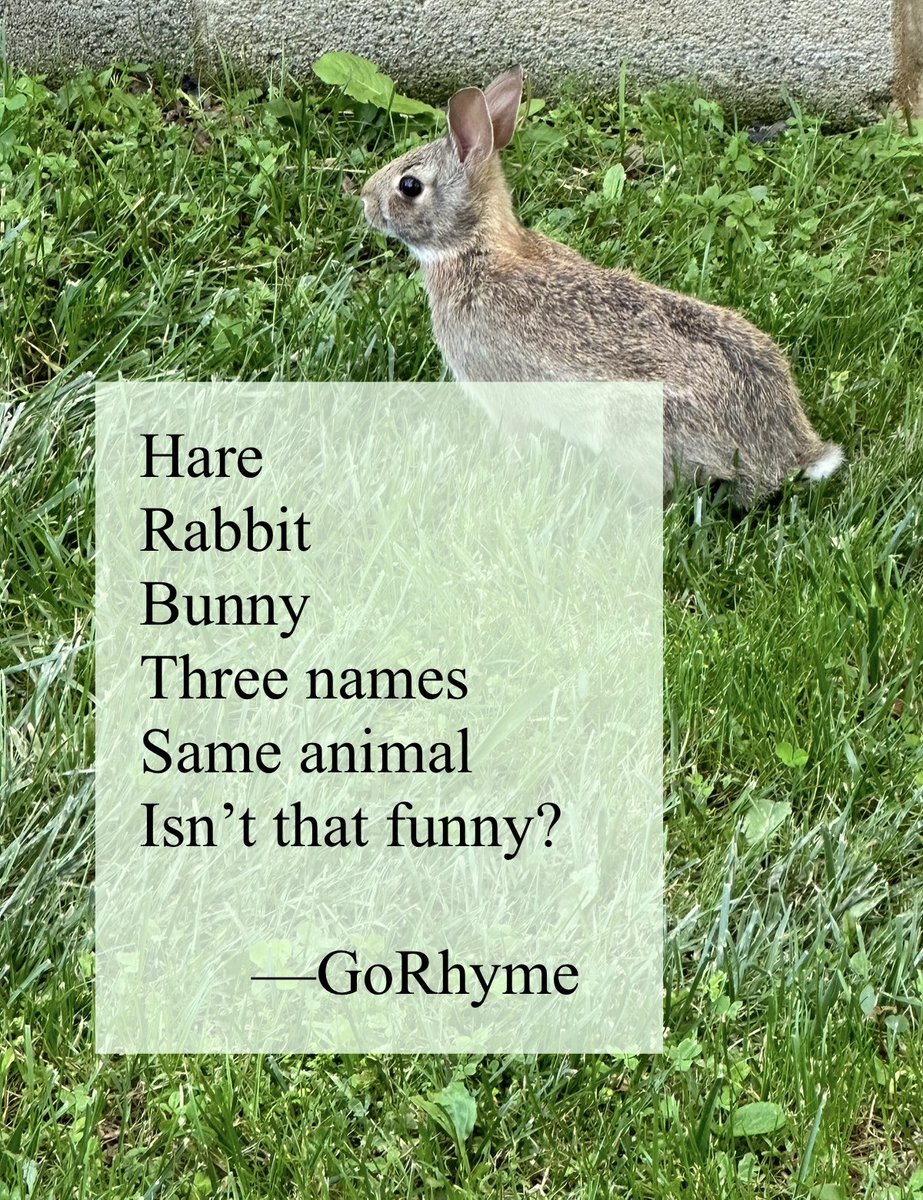 #bunny #rabbit #poetry #poem #poetrycommunity