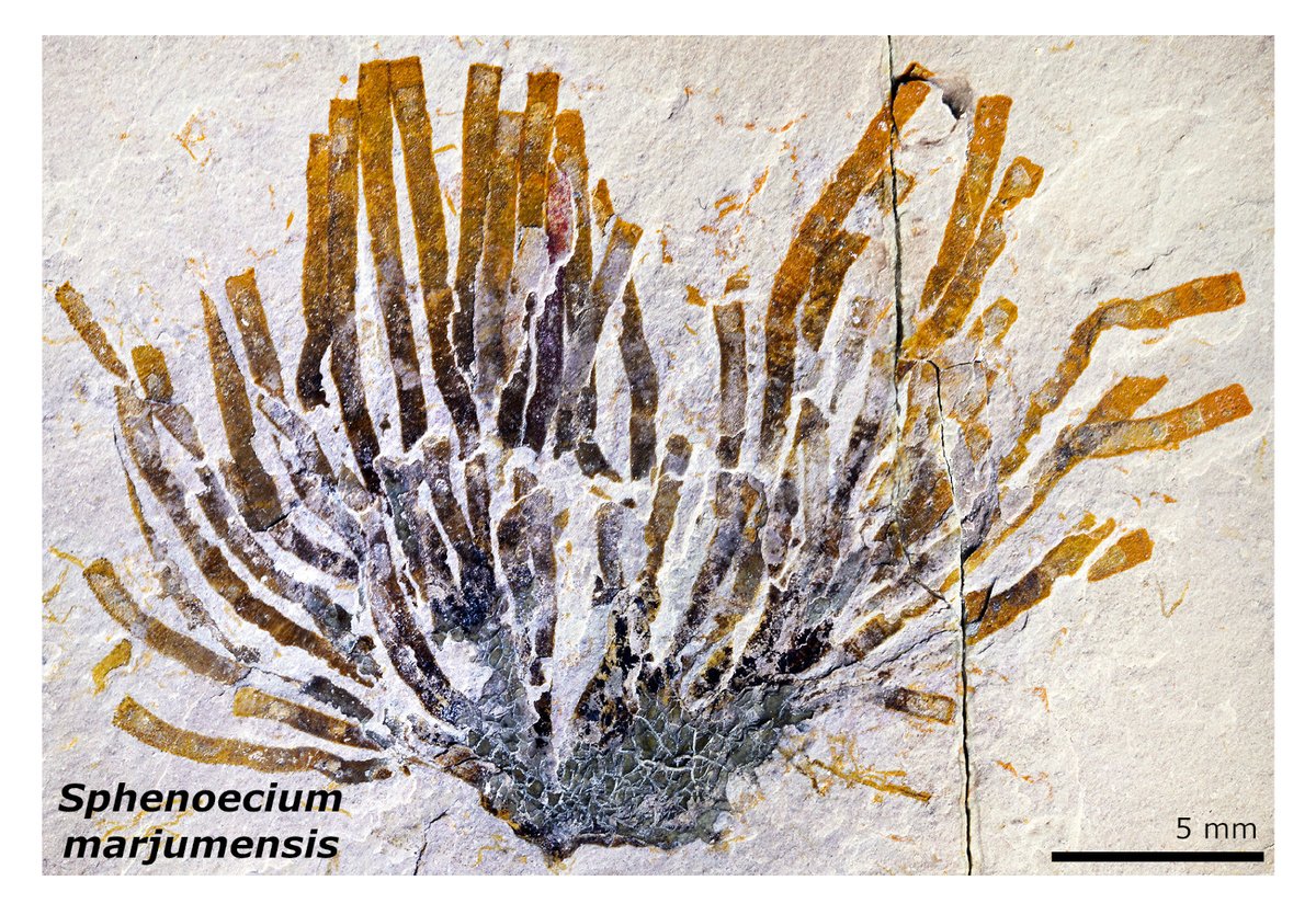 Benthic pterobranchs from the Cambrian Marjum Konservat-Lagerstätte of Utah onlinelibrary.wiley.com/doi/10.1002/sp… @PlLife2 @InvertebratePal @MCZHarvard @NHMU #FossilFriday @wileyearthspace