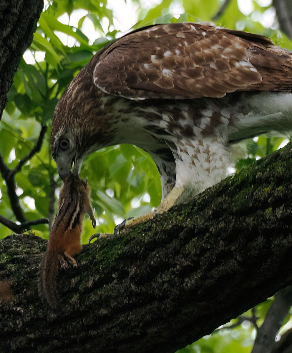Above96th's tweet photo. omg, I just witnessed an absolute epic along the Harlem Meer! A gorgeous Red-tailed Hawk had just caught a chipmunk when it was besieged by a plague of Grackles (that's what a large group is called!). 🧵1/5 #hawks #CentralPark #birdcpp https://t.co/au5TFJeu89